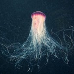 Jellyfish 6