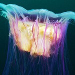 Jellyfish 7