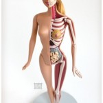 Barbie Anatomy 1
