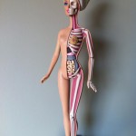 Barbie Anatomy 4