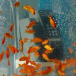 Phone Booth Aquariums 12
