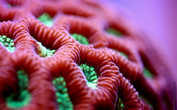 รูปภาพปะการังสีสันสดใสในท้องทะเล